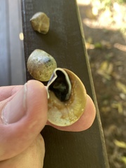 Rhynchotrochus macgillivrayi