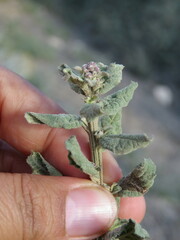 Baccharis sordescens