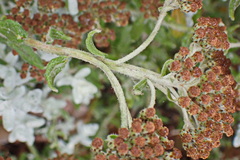 Helichrysum dasyanthum