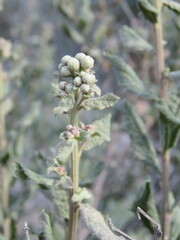 Baccharis sordescens