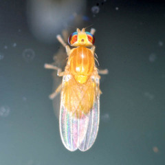 Chyromya