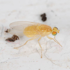 Chyromya