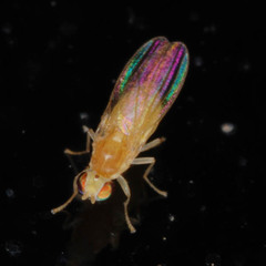 Chyromya