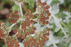 Helichrysum dasyanthum