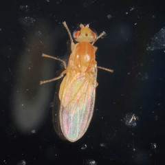 Chyromya
