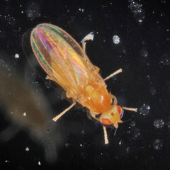Chyromya