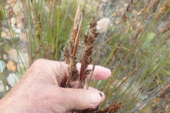 Hypodiscus argenteus