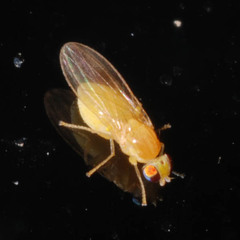 Chyromya