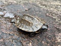 Melanochelys trijuga