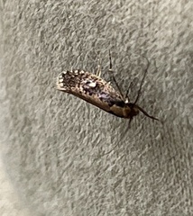 Monopis crocicapitella