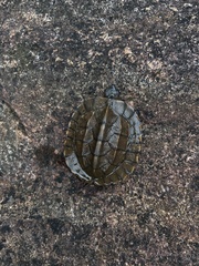 Melanochelys trijuga