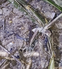Lepidoblepharis sanctaemartae