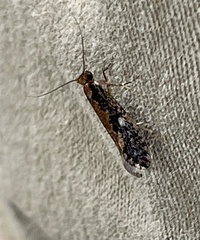Monopis crocicapitella