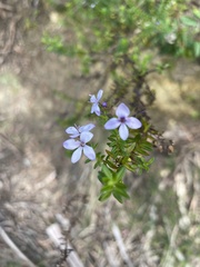 Veronica formosa