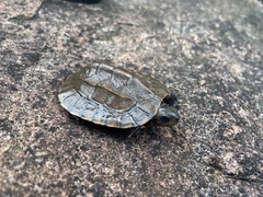 Melanochelys trijuga