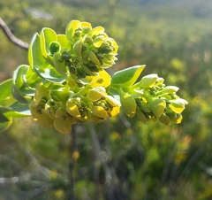 Thesium euphorbioides
