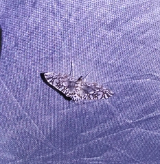 Spilomelinae