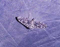 Spilomelinae