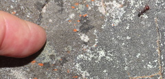 Anochetus