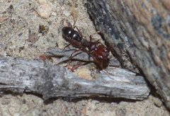Anochetus