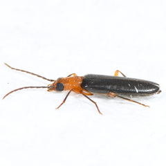 Oedemeridae