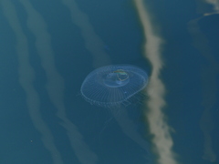Aequorea victoria