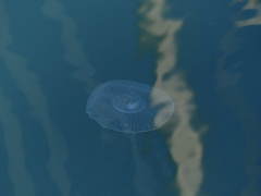 Aequorea victoria