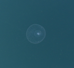 Aequorea victoria