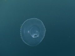 Aequorea victoria