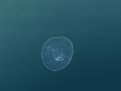 Aequorea victoria