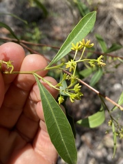 Dodonaea lanceolata