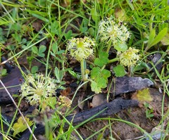 Hydrocotyle laxiflora