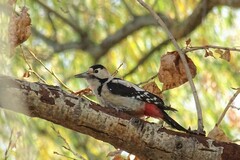 Dendrocopos syriacus