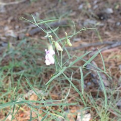 Lathyrus graminifolius
