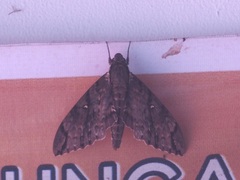 Cerberonoton rubescens