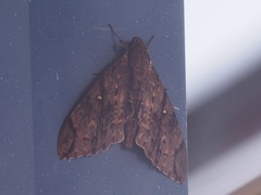 Cerberonoton rubescens