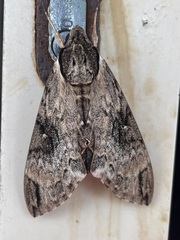 Psilogramma discistriga