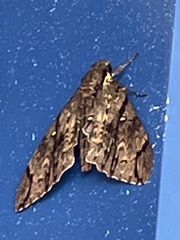 Cerberonoton rubescens