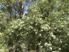 Melaleuca trichostachya
