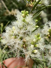 Melaleuca trichostachya