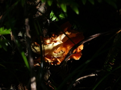 Laetiporus conifericola