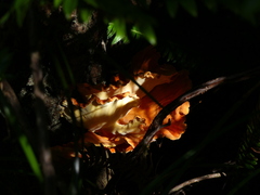 Laetiporus conifericola