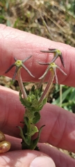 Lyperia lychnidea