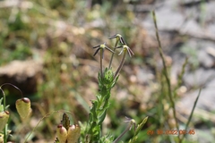 Lyperia lychnidea