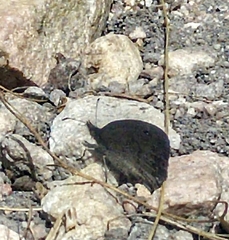 Pseudonympha hippia