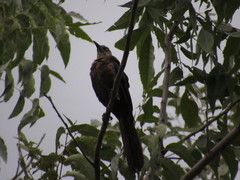 Quiscalus mexicanus