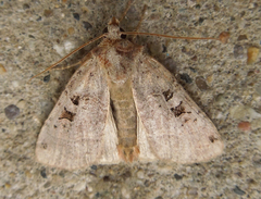 Xestia normanianus