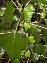 Laportea peduncularis