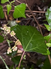 Laportea peduncularis