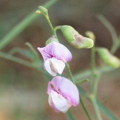 Lathyrus graminifolius